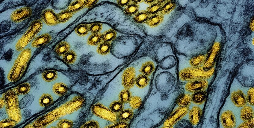 Bird flu hits a poultry producer in Georgia, first time since 2022