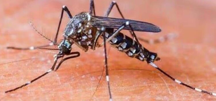 Dengue deaths will spike due to rising temperature, humidity: Study | Latest News India
