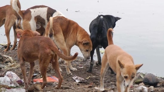 India News Live Today February 12, 2025: UP shocker: Stray dogs maul dead baby’s head; hospital, family trade blame
