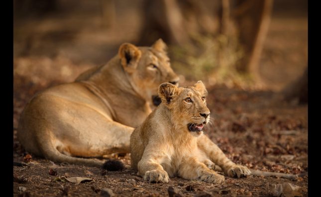 India’s lion population logged 32.2% surge in last 5 years | Latest News India