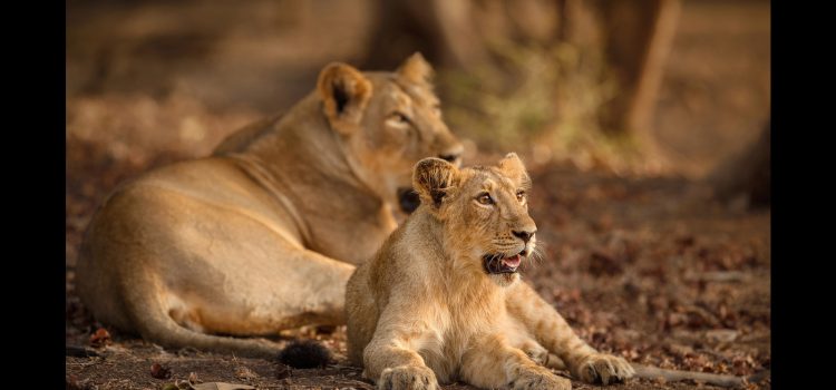 India’s lion population logged 32.2% surge in last 5 years | Latest News India