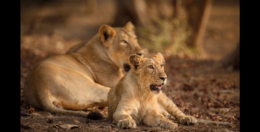 India’s lion population logged 32.2% surge in last 5 years | Latest News India