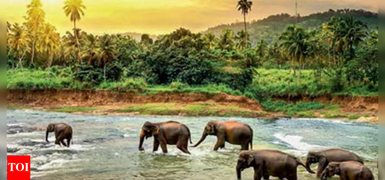 Stable forests key to south India’s unique biodiversity | Hyderabad News