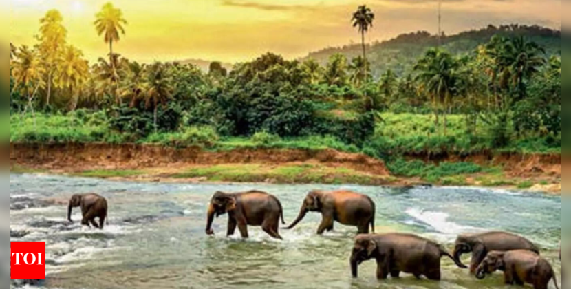 Stable forests key to south India’s unique biodiversity | Hyderabad News