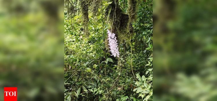 Arunachal to be ‘Orchid Capital of India’ | Guwahati News