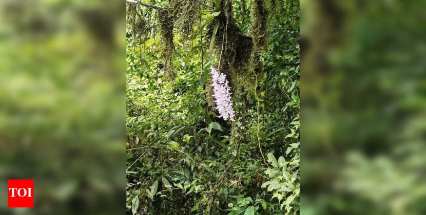 Arunachal to be ‘Orchid Capital of India’ | Guwahati News
